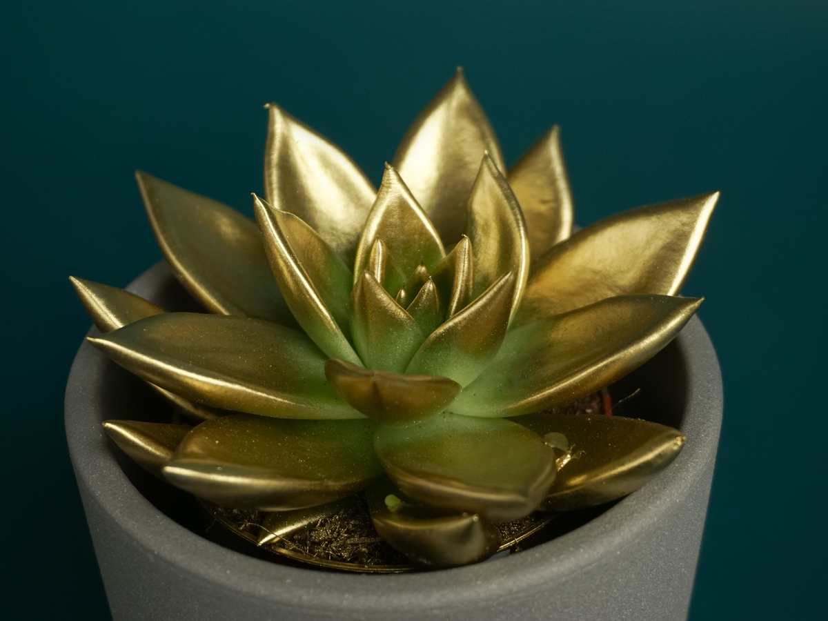 Succulents M | + variants