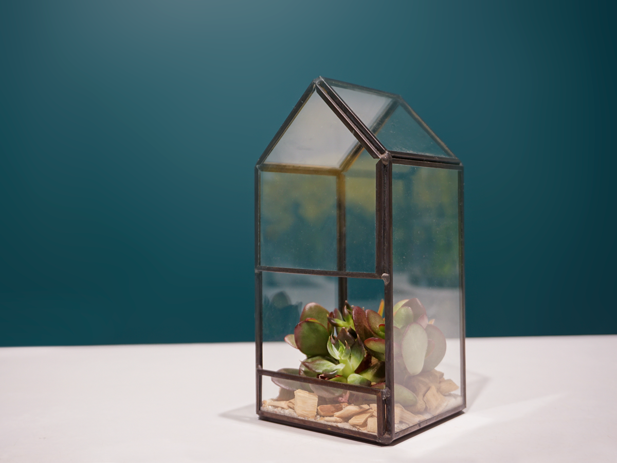 Sukulenti | Stikla terārijs |