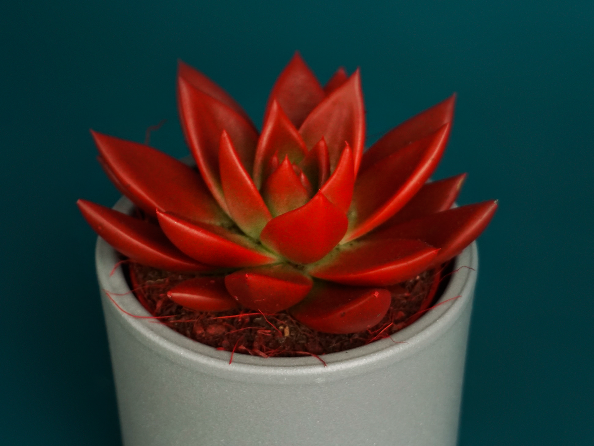 Succulents M | + variants