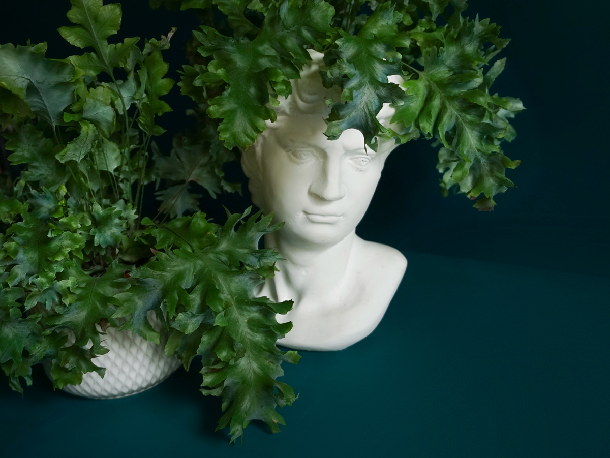 Flebodija | Phlebodium aureum |