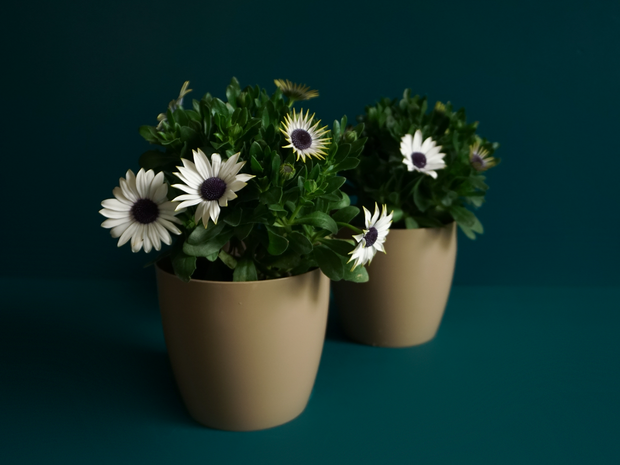 Āfrikas margrietiņa | Osteospermum |