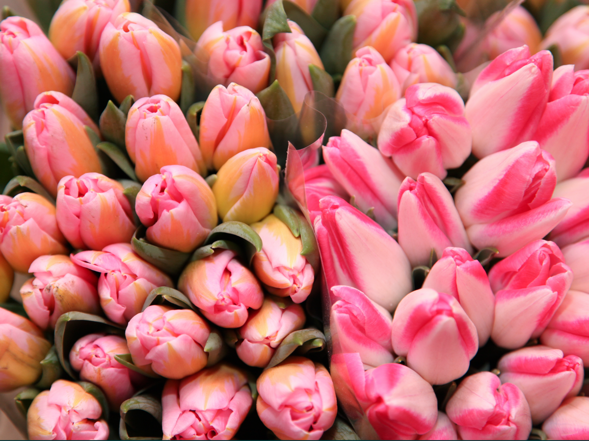 Tulpes | Tulipa |