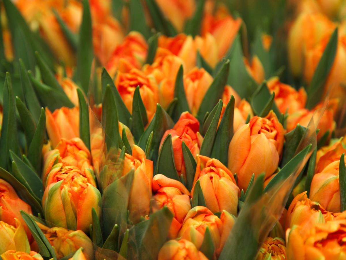 Tulpes | Tulipa |