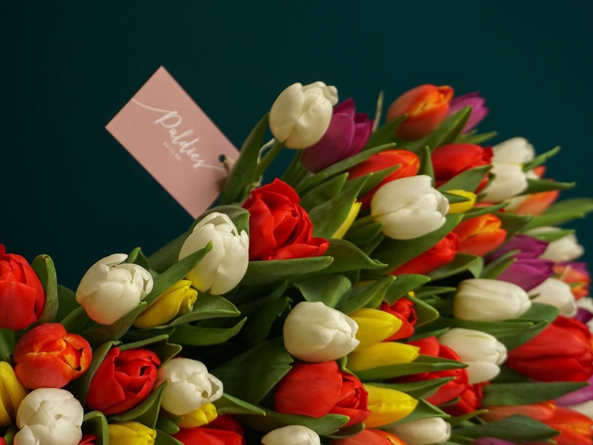 Tulpes | Tulipa |