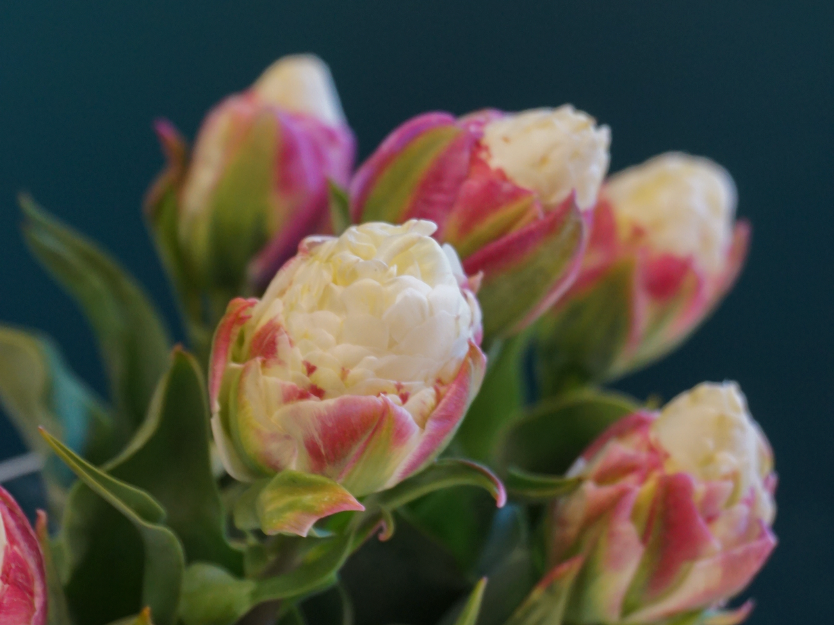 Tulpes | Tulipa |