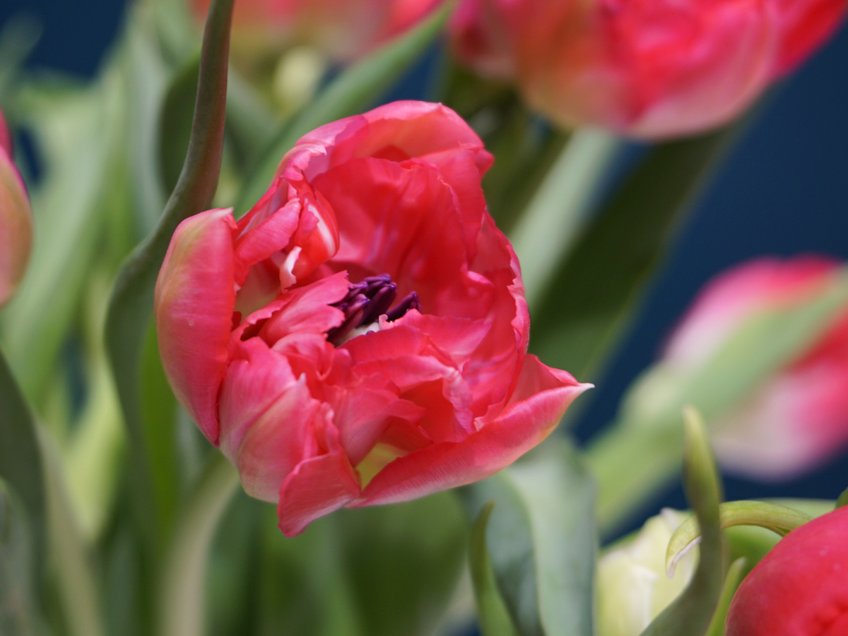 Tulpes | Tulipa |