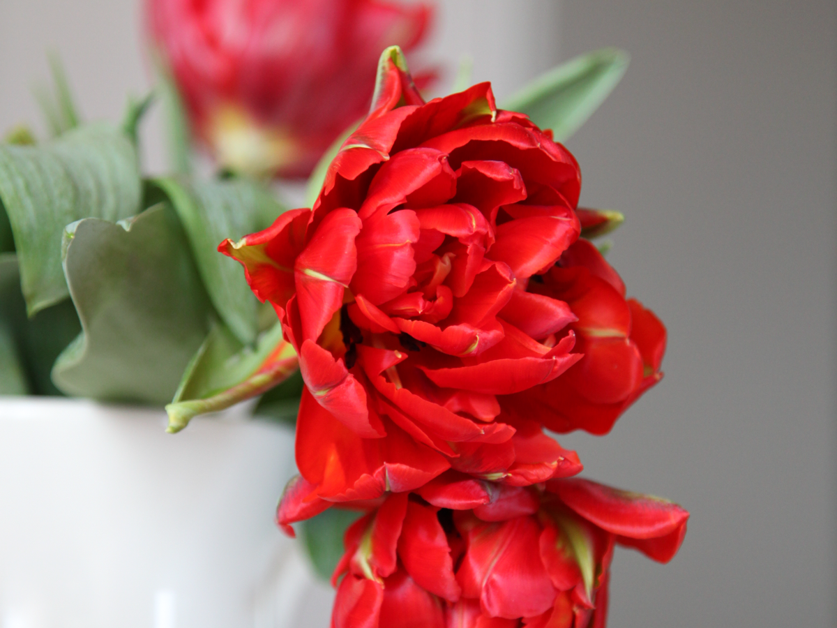 Tulpes | Tulipa |
