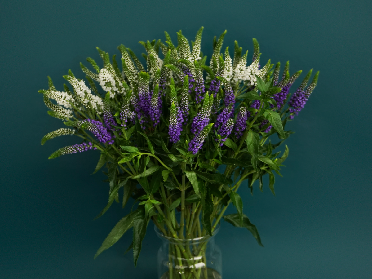 Veronikas | Veronica |