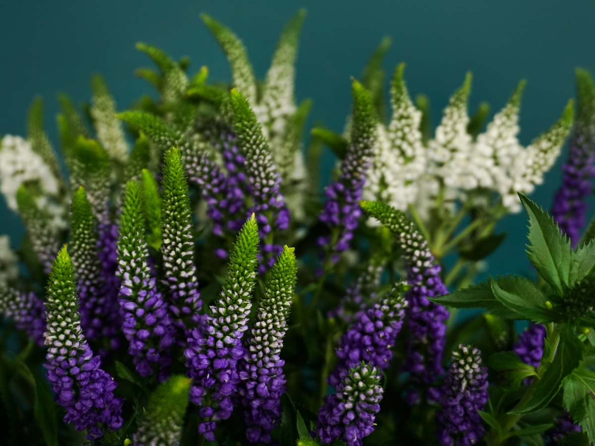 Veronikas | Veronica |