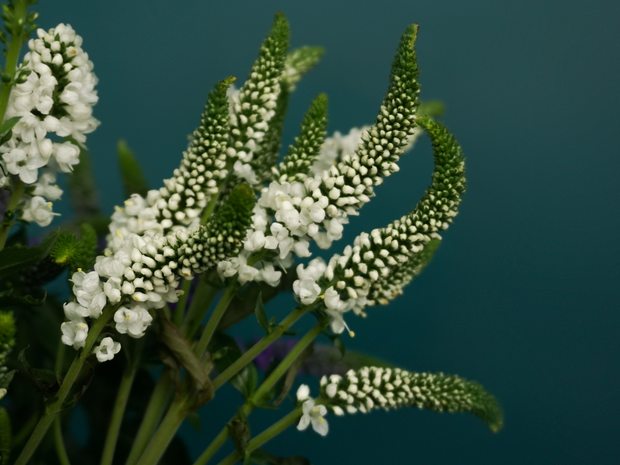 Veronikas | Veronica |