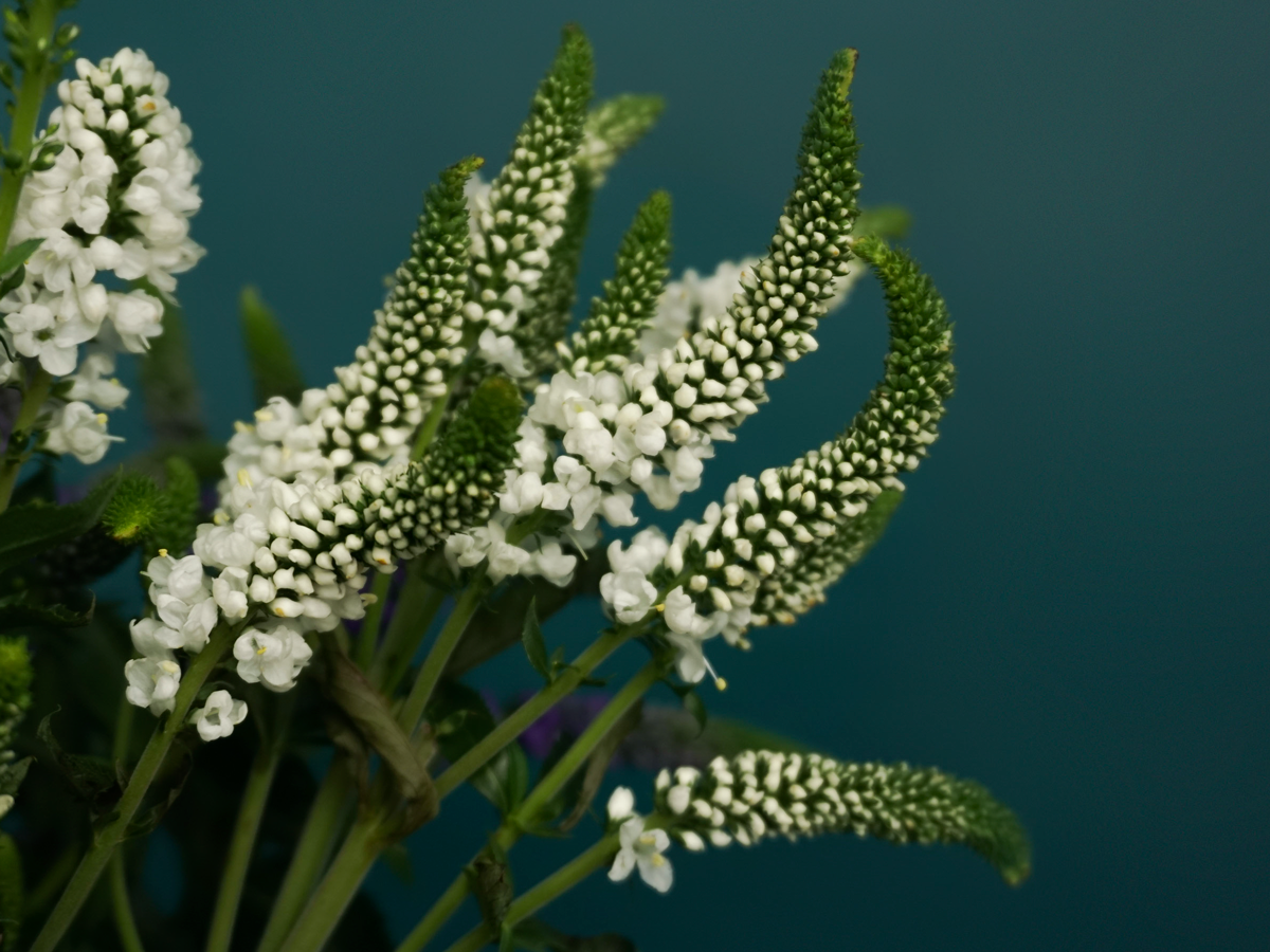 Veronikas | Veronica |
