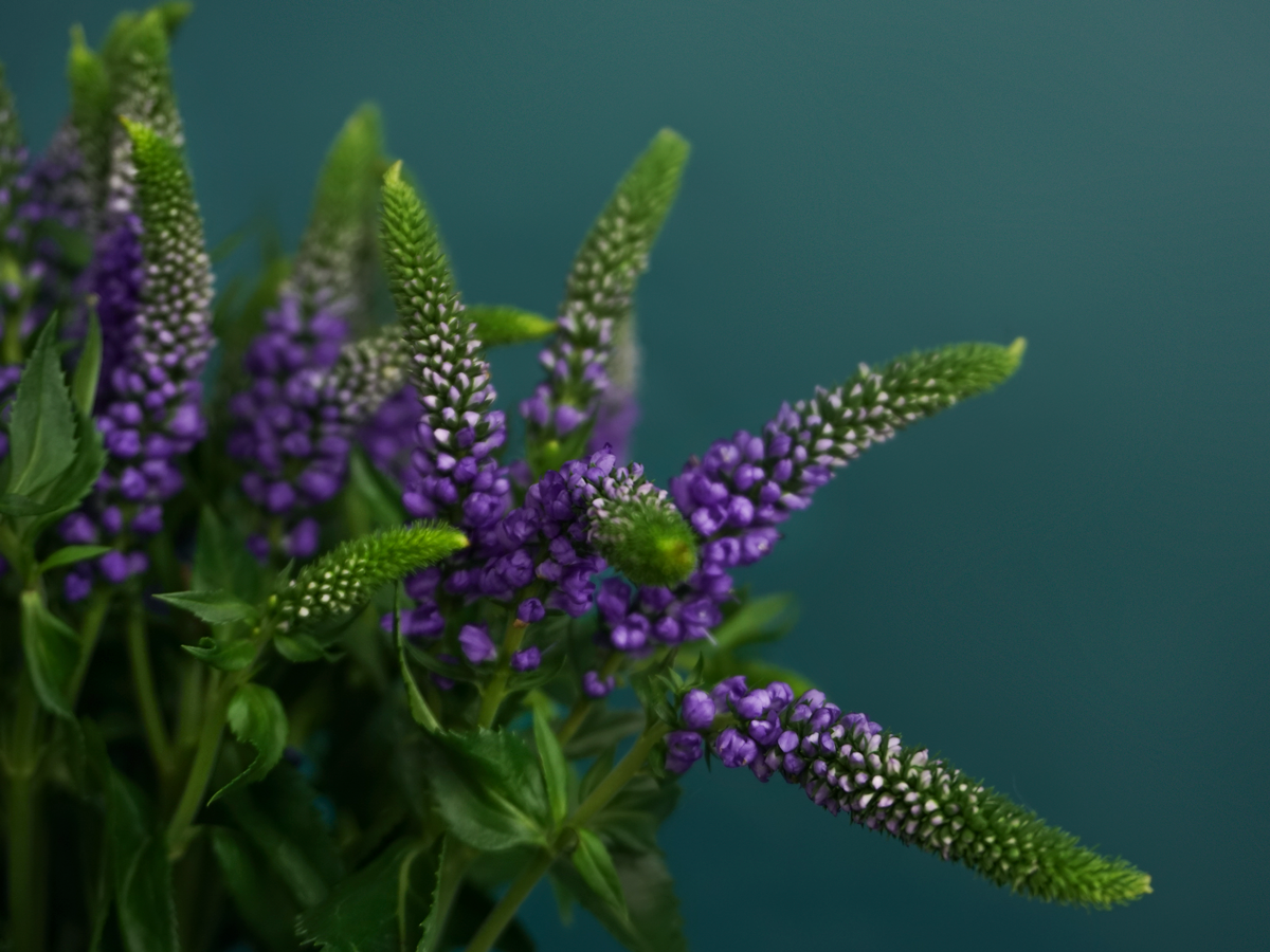 Veronikas | Veronica |