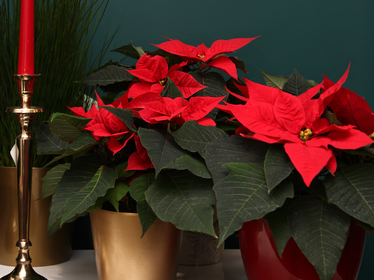 Puansetija | Euphorbia pulcherrima |