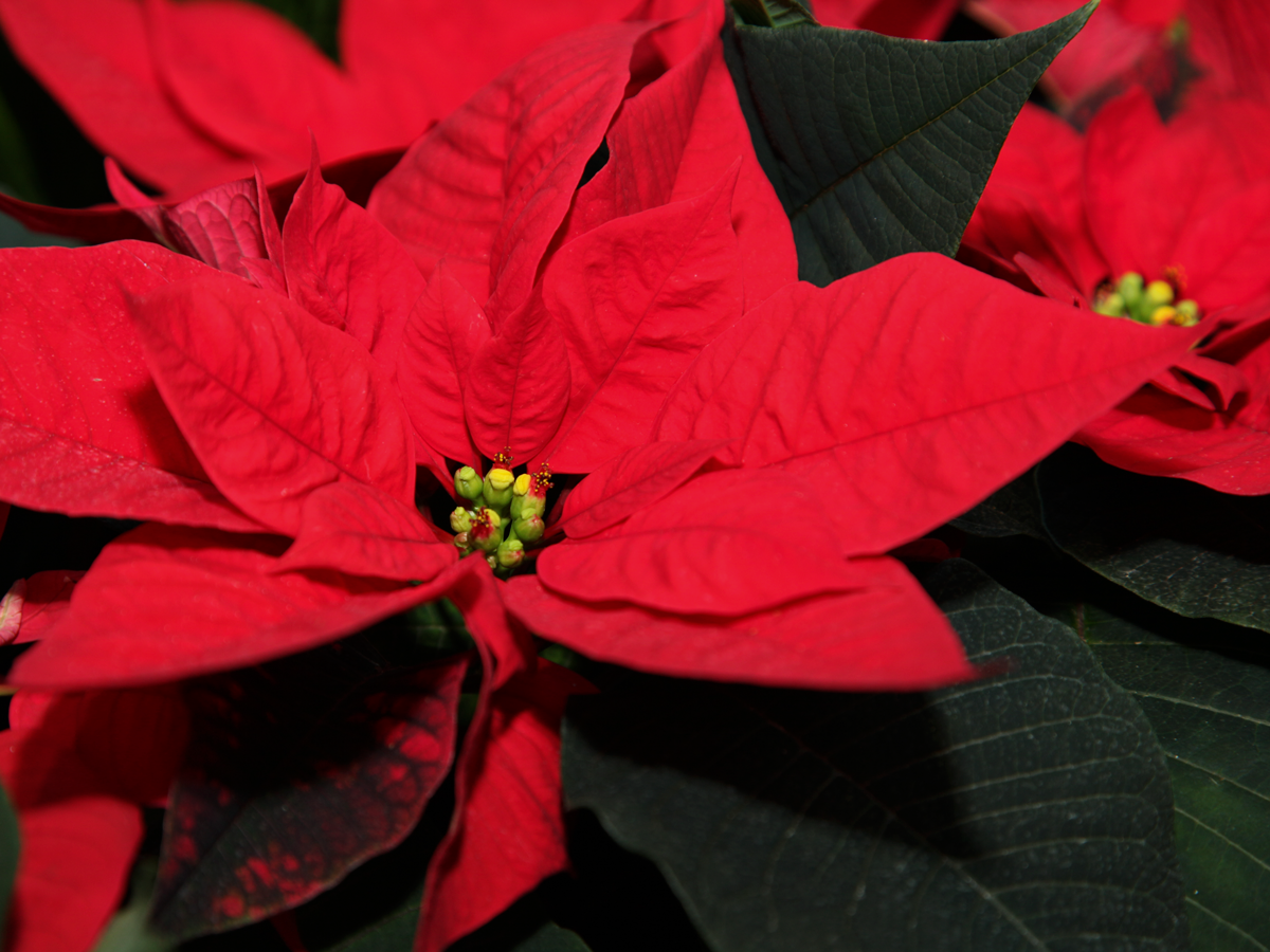 Puansetija | Euphorbia pulcherrima |
