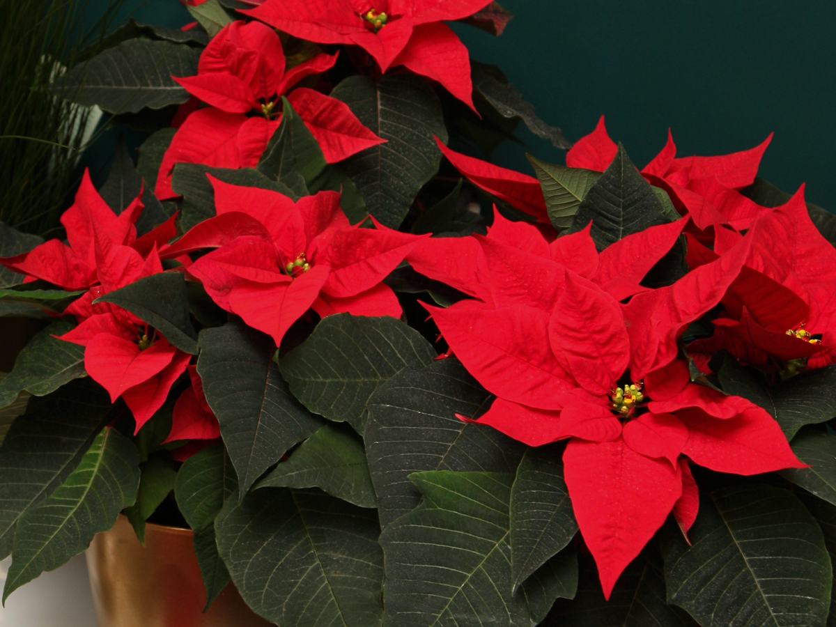 Puansetija | Euphorbia pulcherrima |