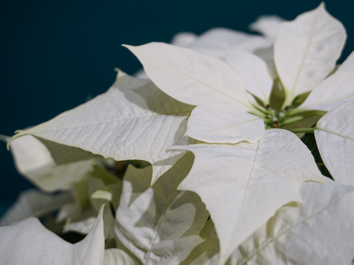 Puansetija | Euphorbia pulcherrima |