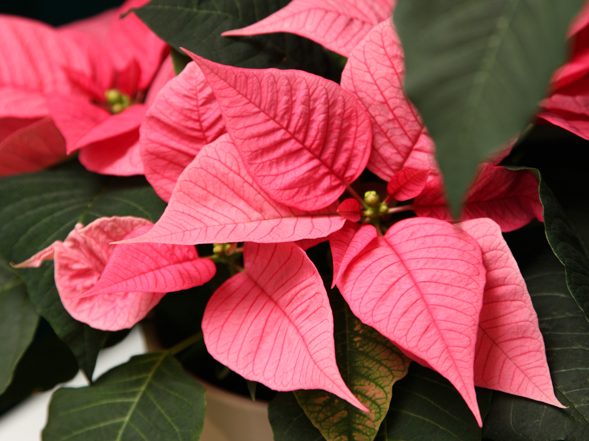 Puansetija | Euphorbia pulcherrima |