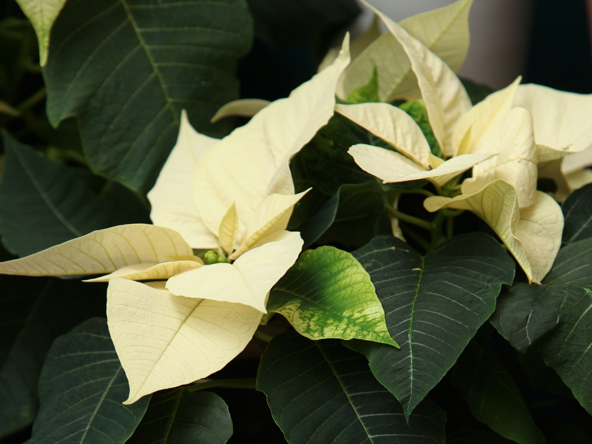 Puansetija | Euphorbia pulcherrima |