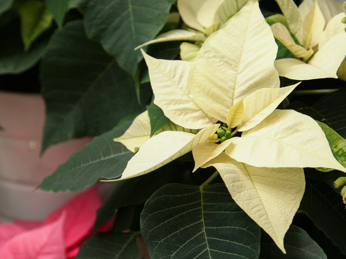 Puansetija | Euphorbia pulcherrima |