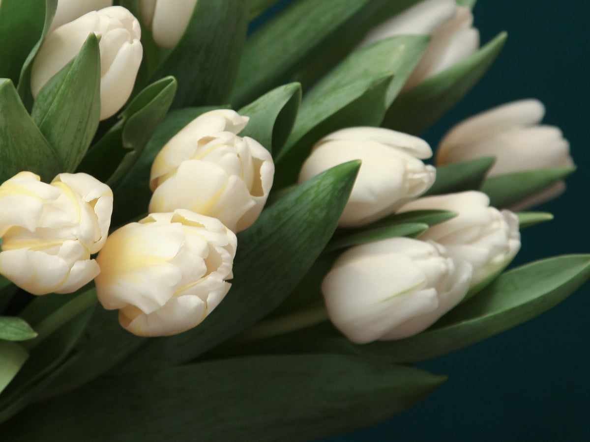 Tulpes | Tulipa |