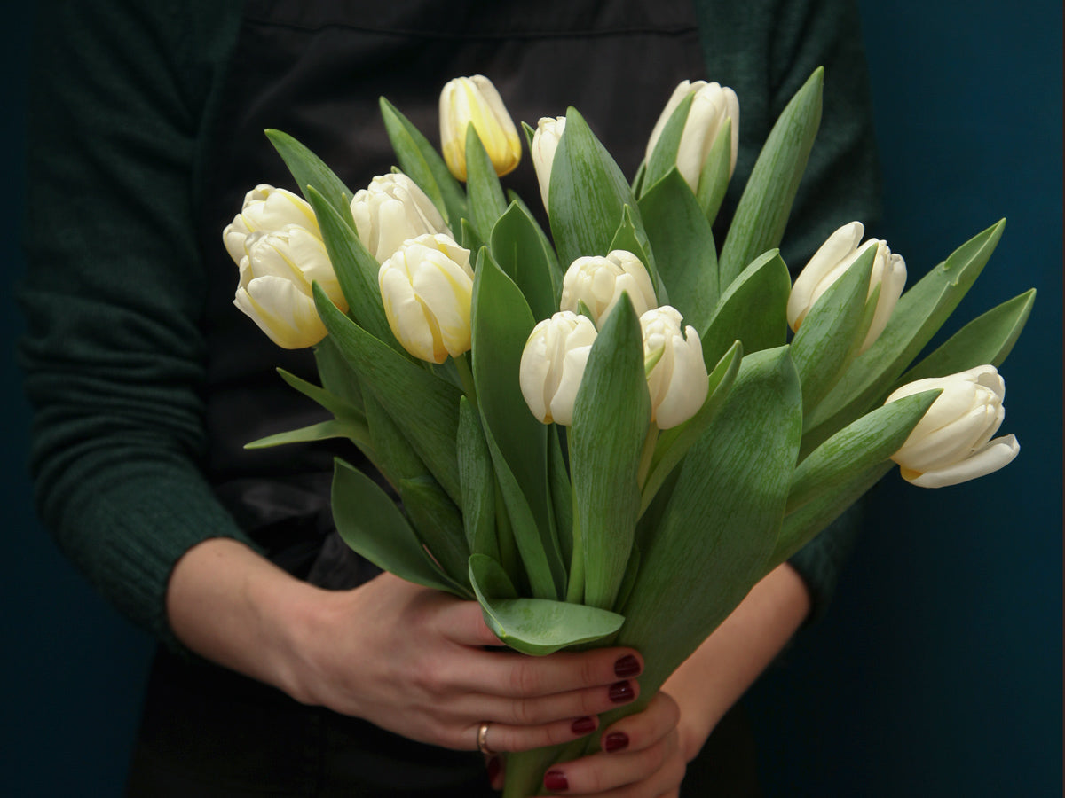Tulpes | Tulipa |