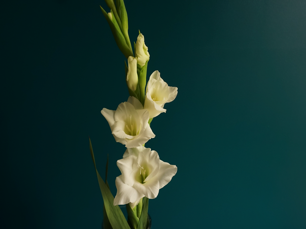 Gladiolus Gladiolus