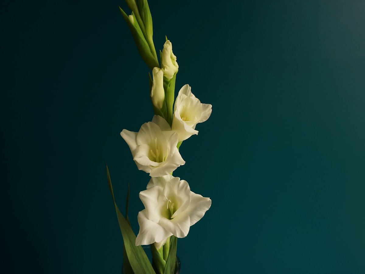 Gladiolas | Gladiolus |