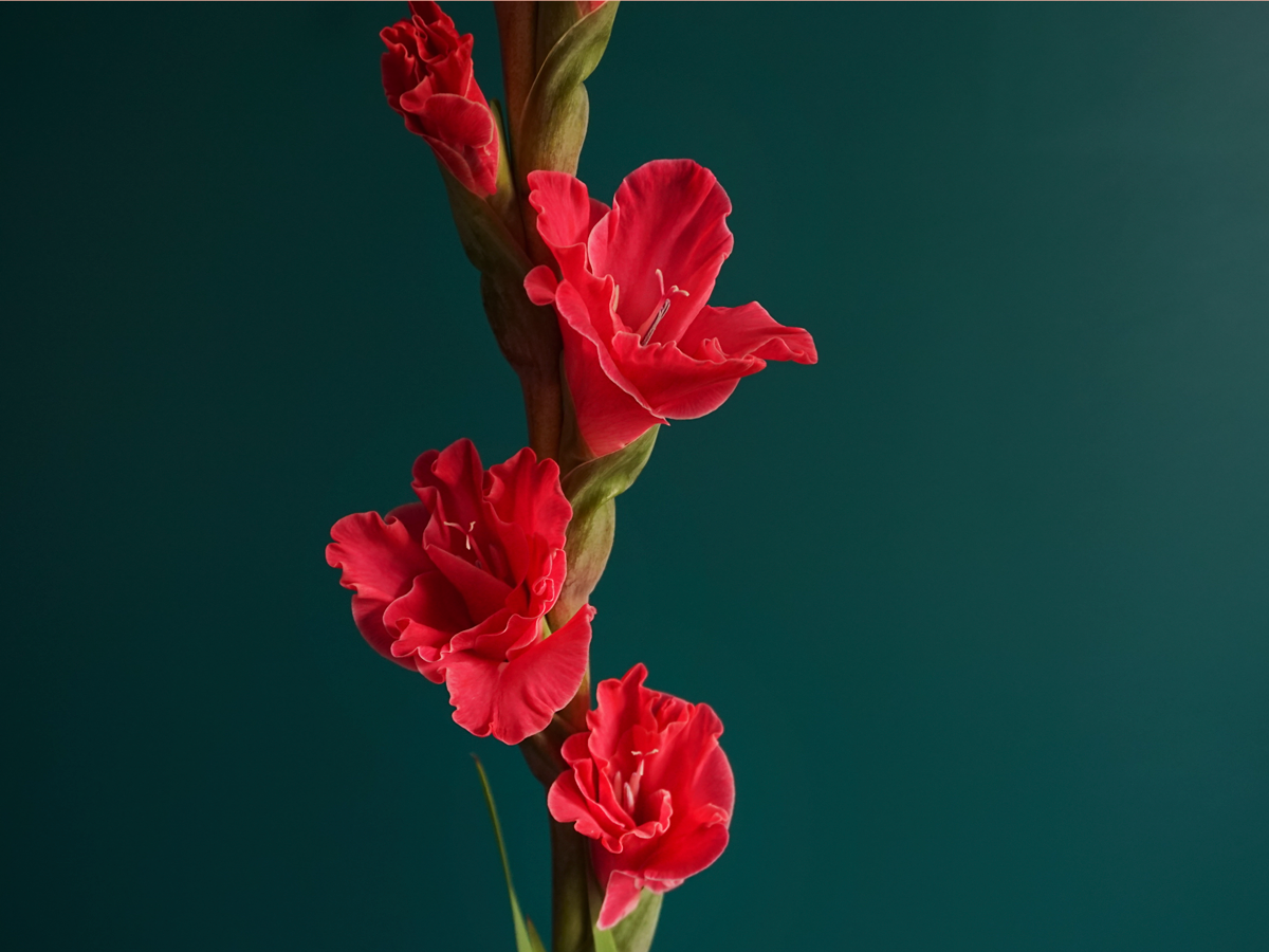 Gladiolas | Gladiolus |