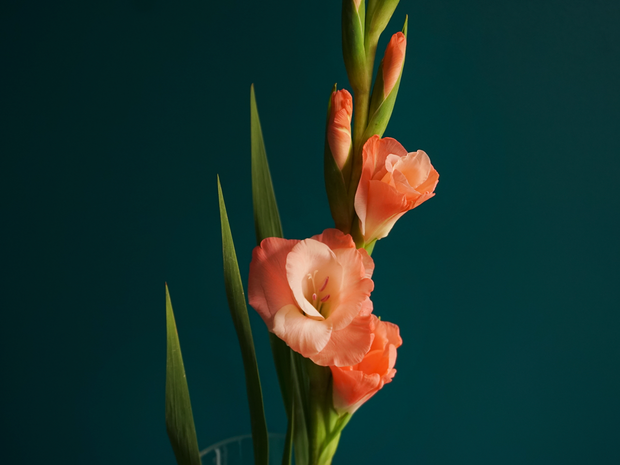 Gladiolas | Gladiolus |
