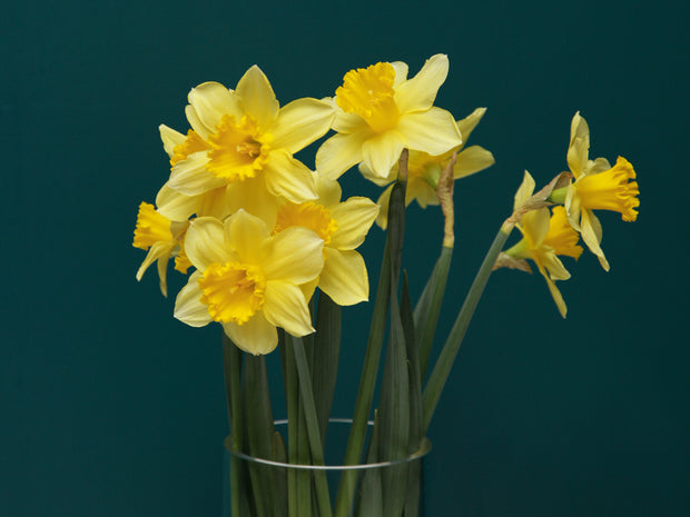 Narcises | Narcissus |