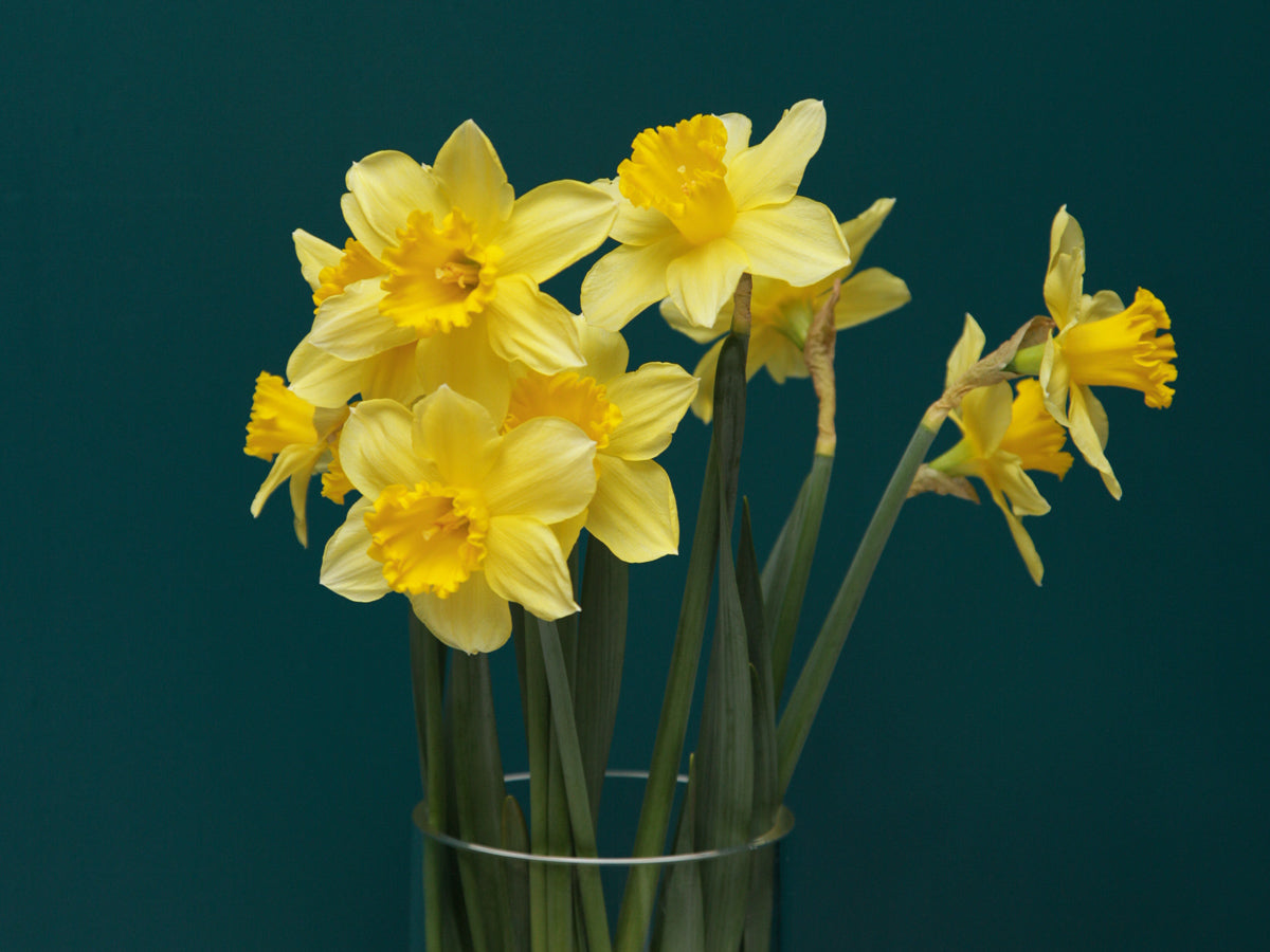 Narcissus Narcissus |