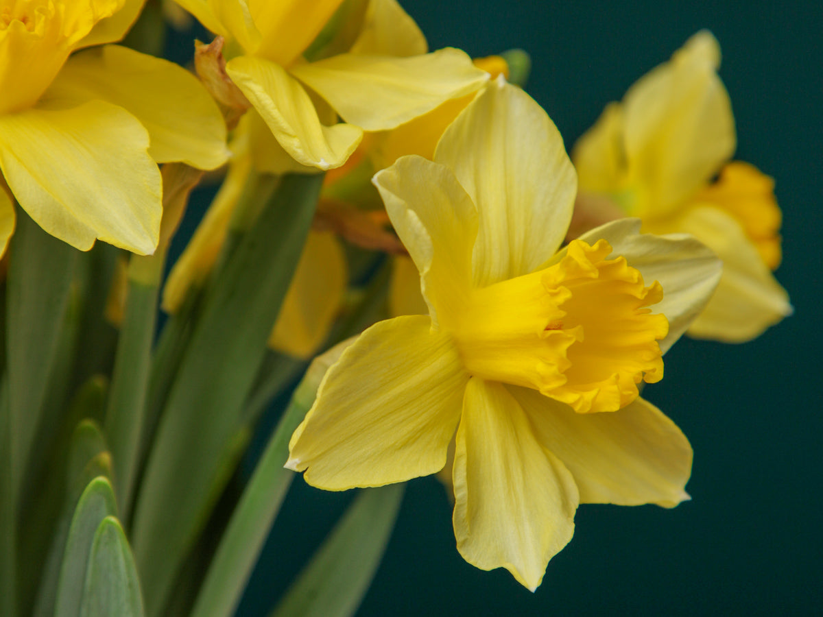 Narcissus Narcissus |