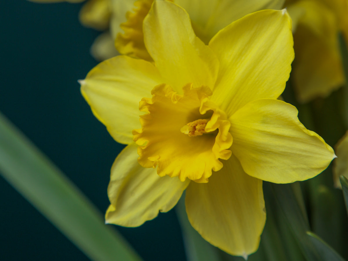 Narcissus Narcissus |