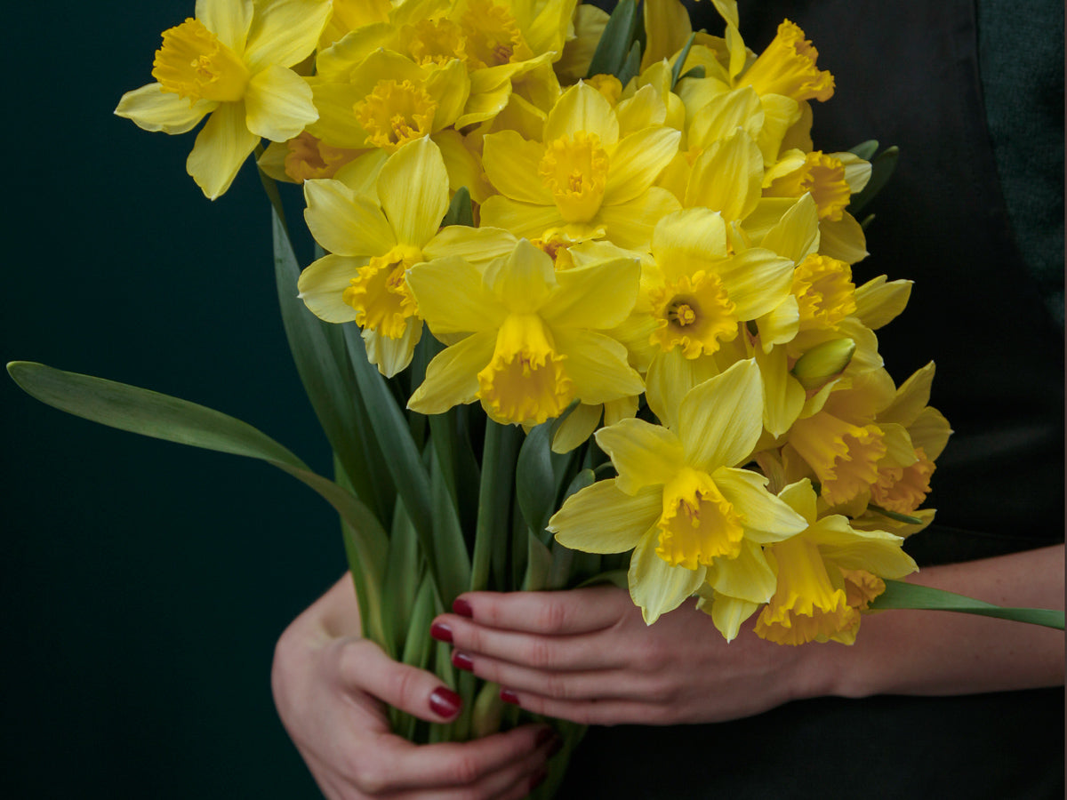 Narcises | Narcissus |