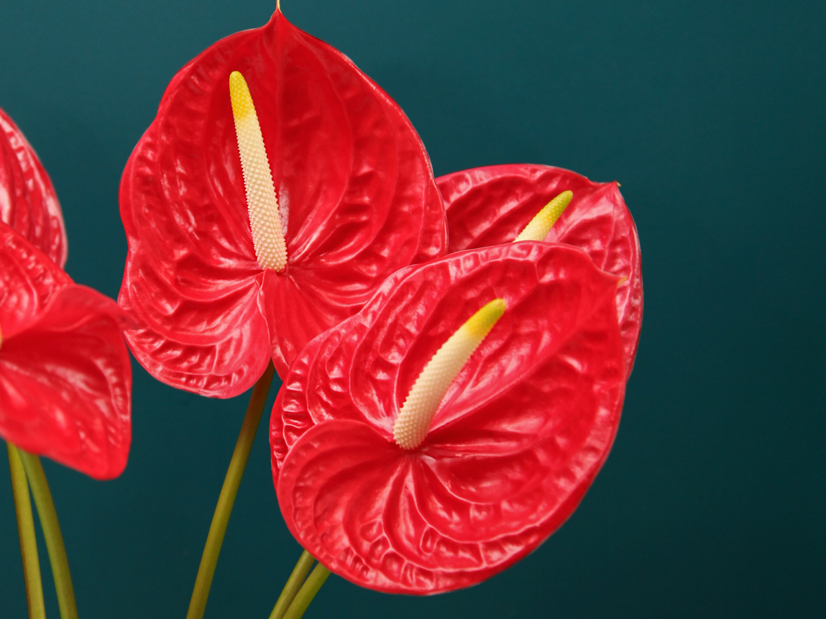 Anturias Anthurium |