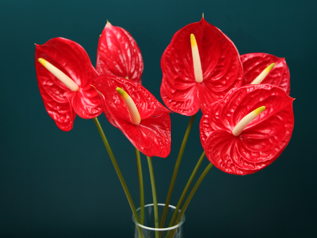 Anturias Anthurium |