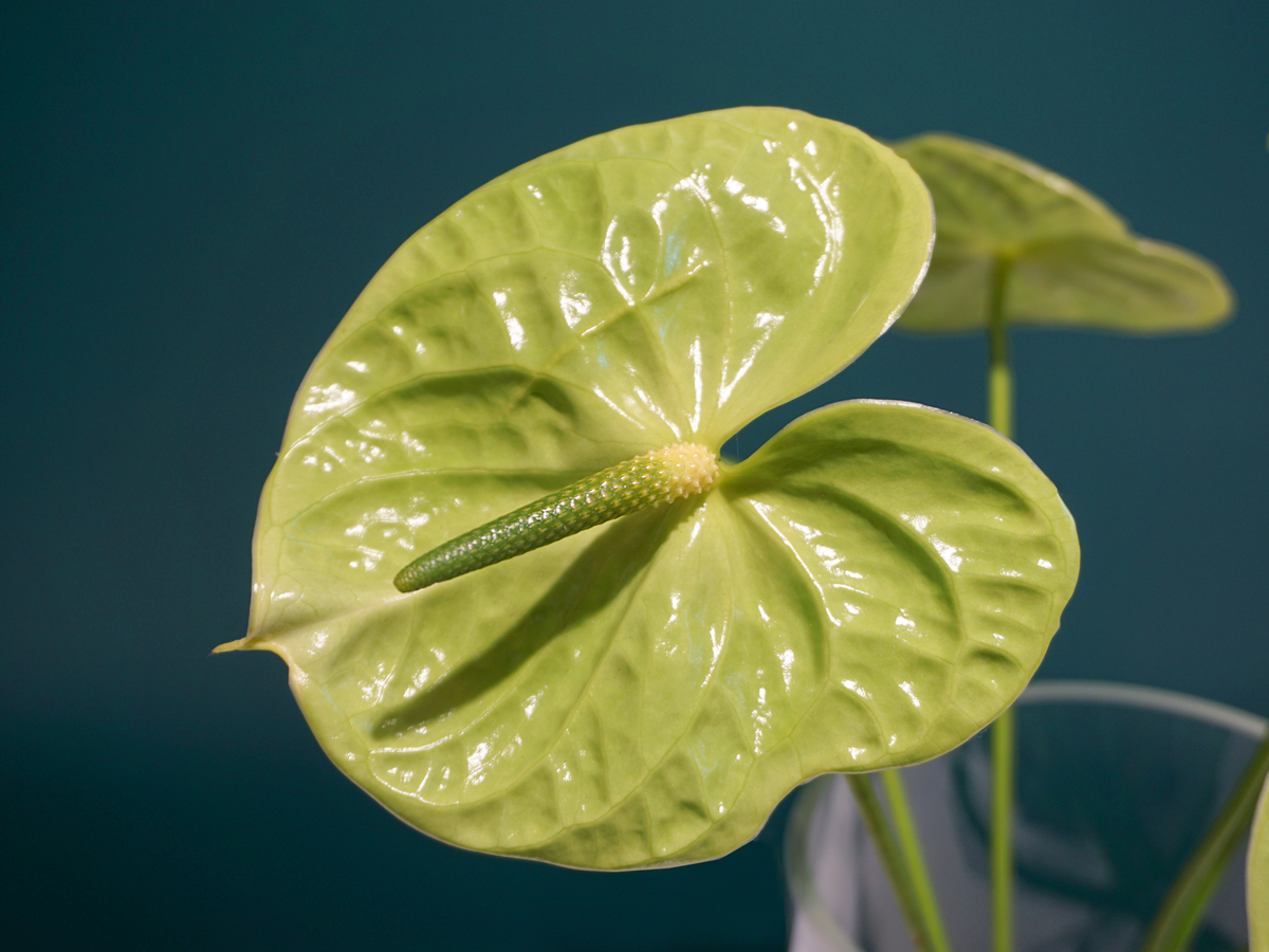 Anturias Anthurium |