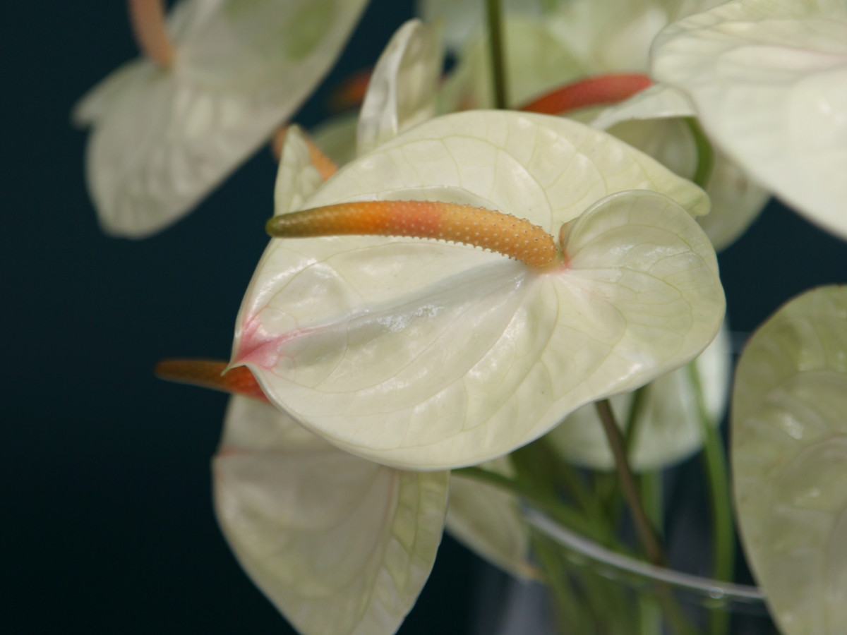 Anturias Anthurium |