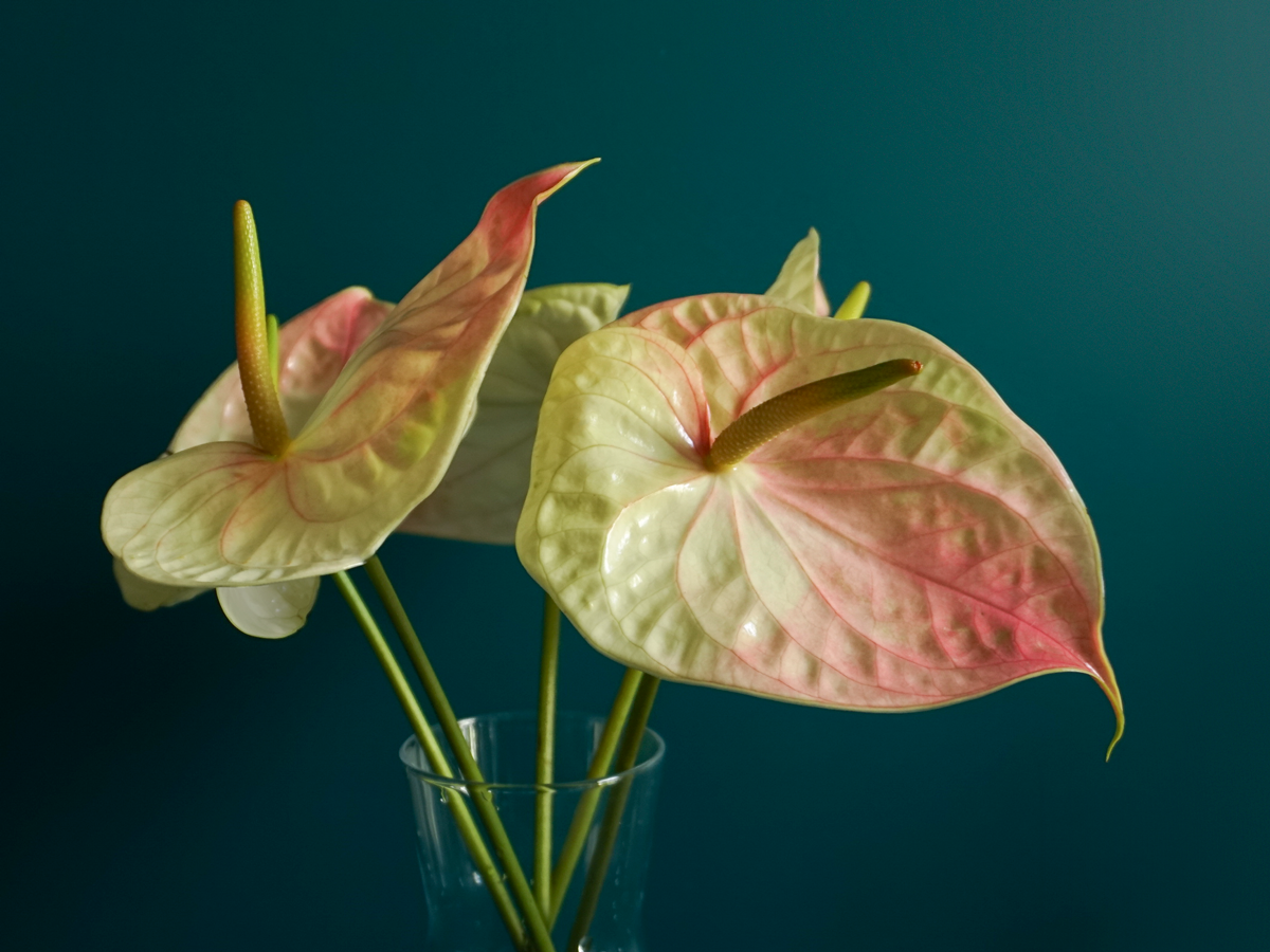 Anturias Anthurium |