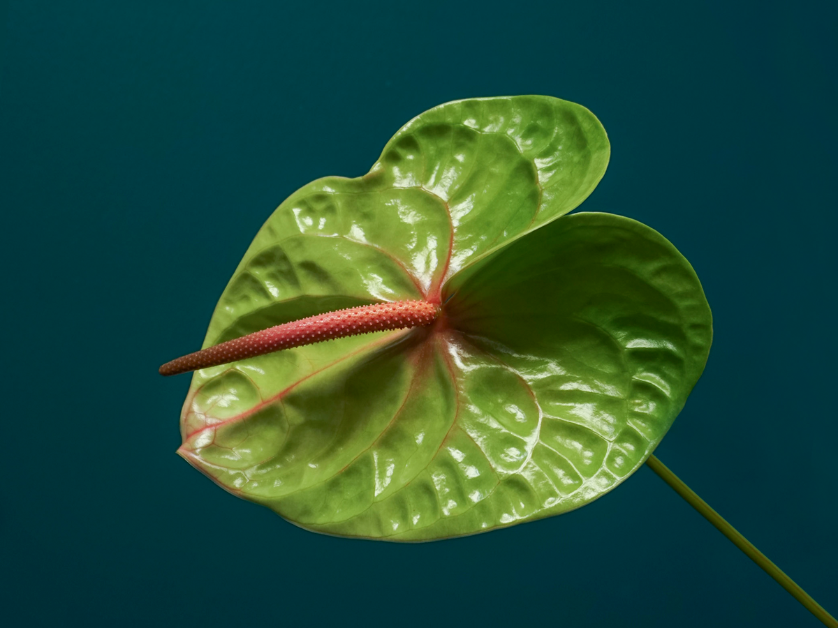 Anturias Anthurium |