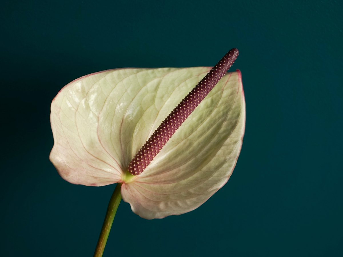 Anturias Anthurium |