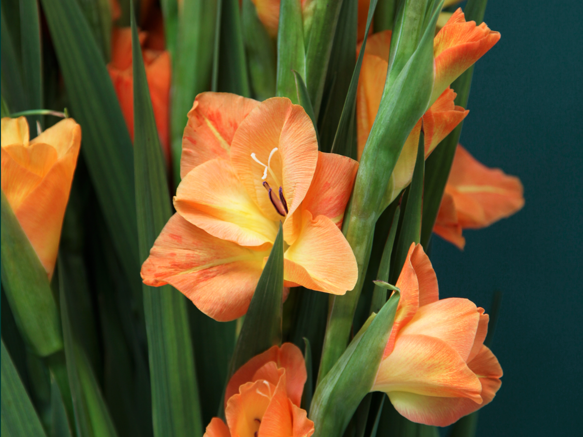 Gladiolas | Gladiolus |