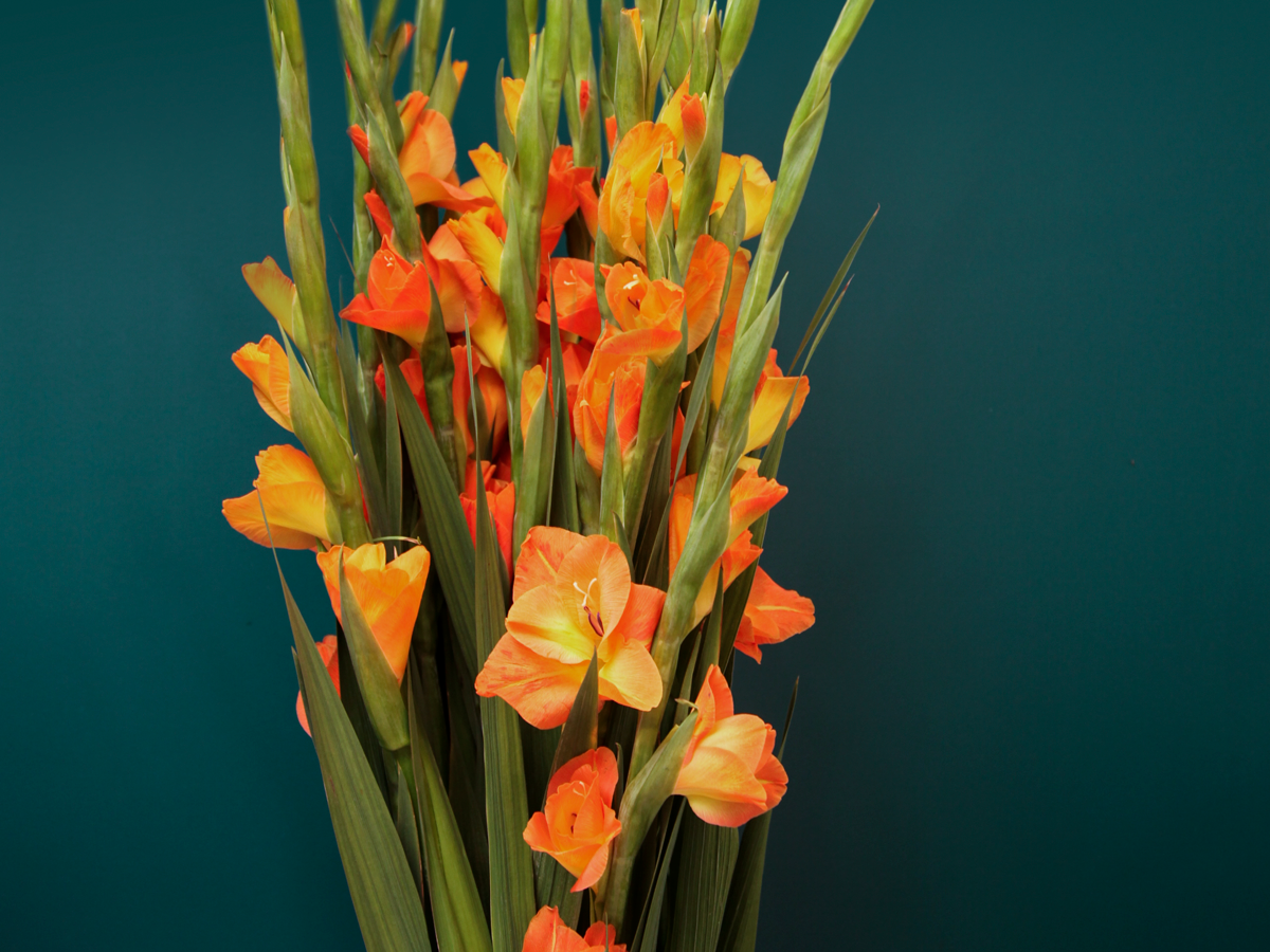 Gladiolas | Gladiolus |