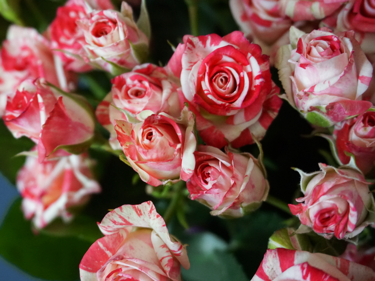 Rose bushes | Rosa rugosa | + variants |