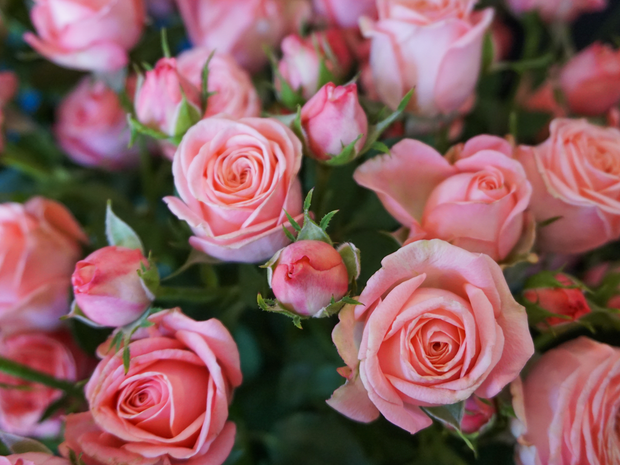 Rose bushes | Rosa rugosa | + variants |