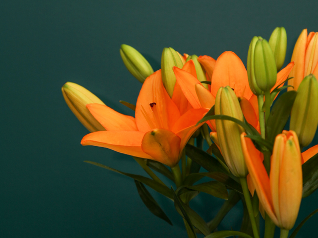 Āzijas lilijas | Lilium asiaticum |