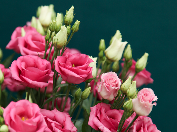 Lizantes | Eustoma grandiflorum |