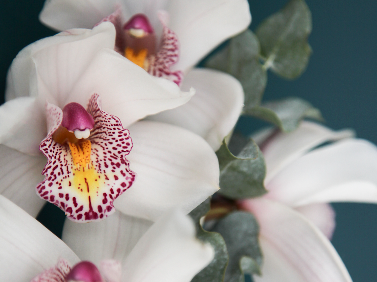 Orchids Cymbidium