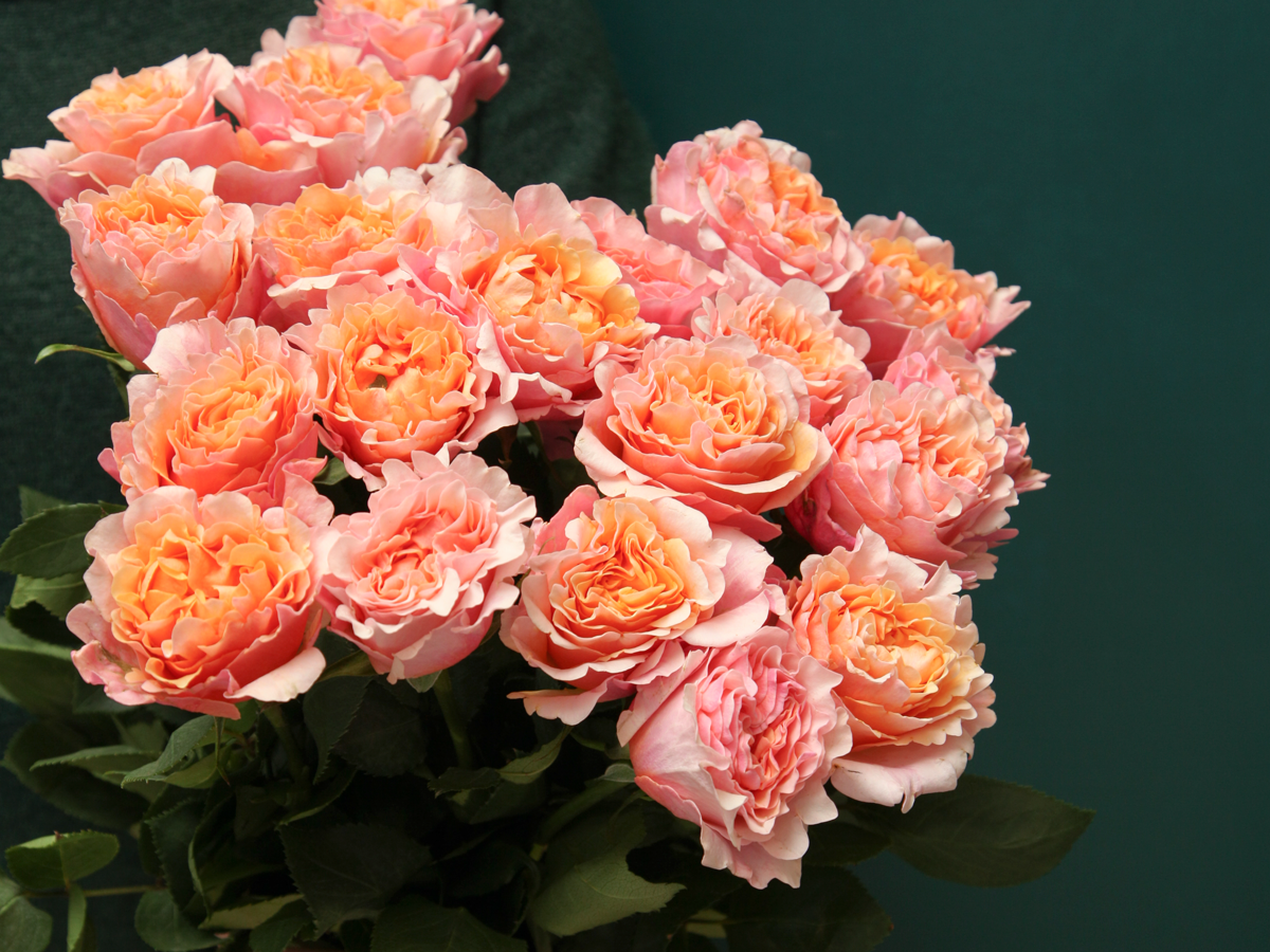 Roses | Rosa | + variants |