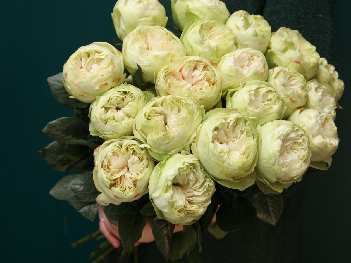 Rozes | Rosa | + varianti |